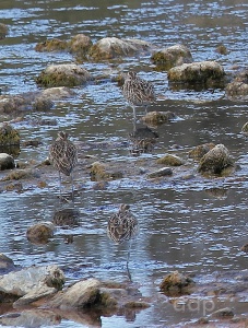 Whimbrel (Numenius phaeopus) Alan Prowse